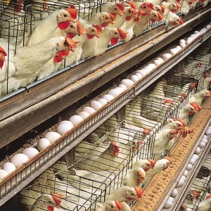 hens-egg-production-White-Leghorn-layer-house hens-egg-production-White-Leghorn-layer-house